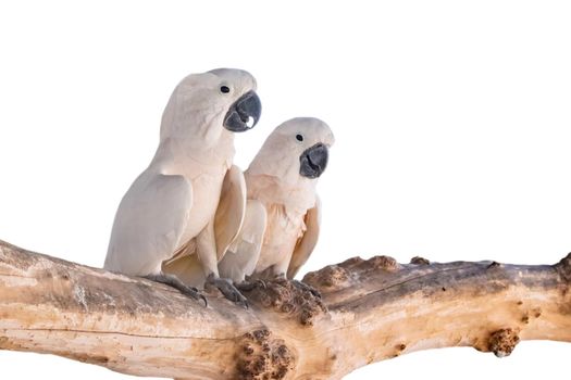 Two white parrots perched on a timber on white background. Birds. Animals.