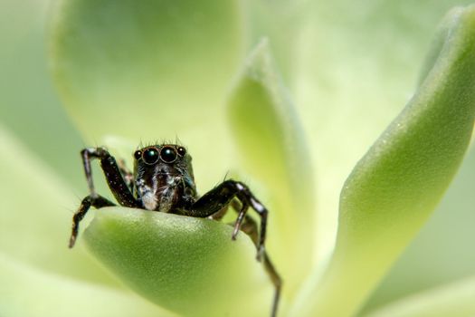 Macro Spider on Leaf