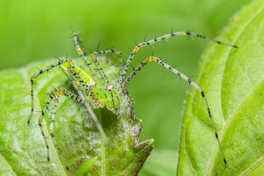 Macro Spider on Leaf