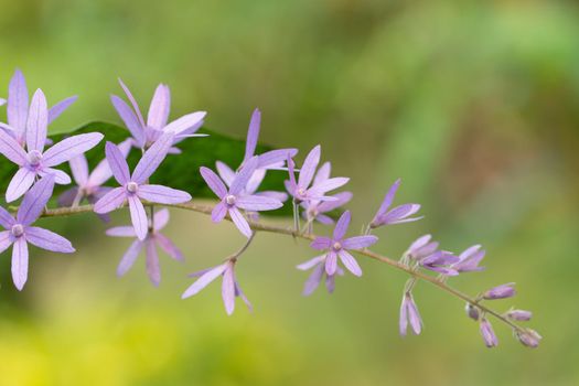 Macro purple flower background