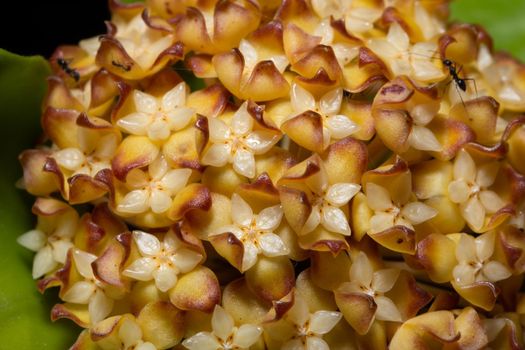 Hoya flower macro