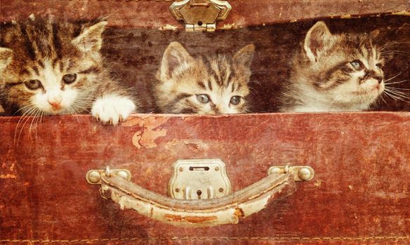 Beautiful curiosity kittens in vintage suitcase on a wooden background. Vintage image