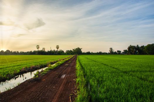 Rice fields with solar sky