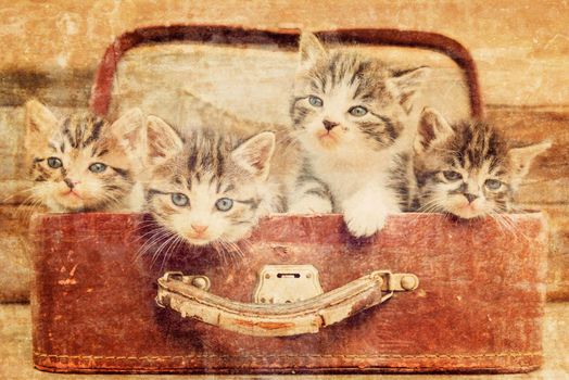 Kittens are sitting in vintage suitcase on a wooden background. Vintage image