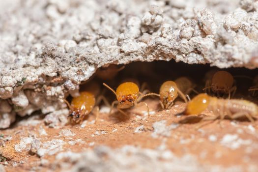 Macro termites are walking on the logs.