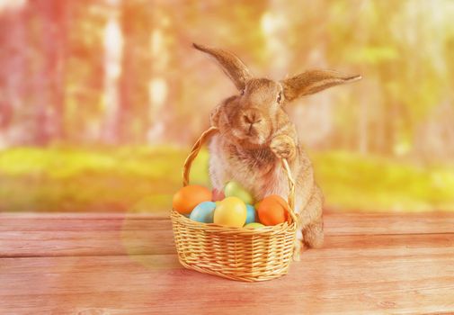 Easter rabbit sits with basket of colored eggs on spring nature. Image with sunlight effect