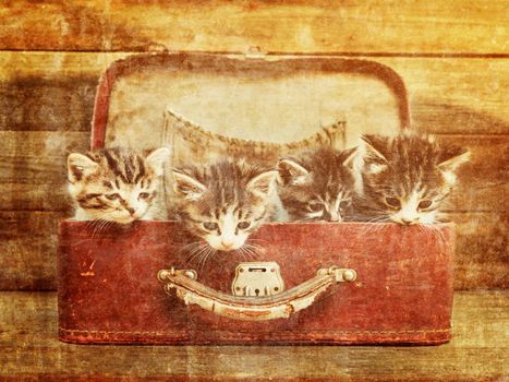 Four little kittens sitting in vintage suitcase on wooden background. Image with sunlight effect. Vintage image
