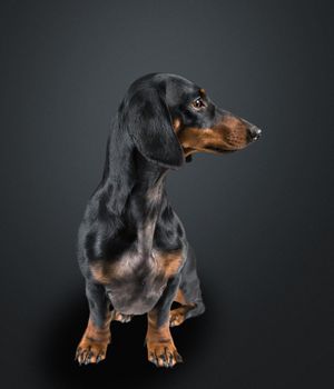 Smooth-haired dachshund dog looking away on black background, space for text