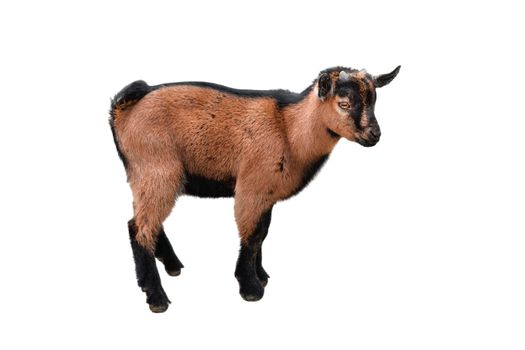 Brown kid Goat standing full length isolated on white. Funny female goat kid close up. Farm animals. Side view