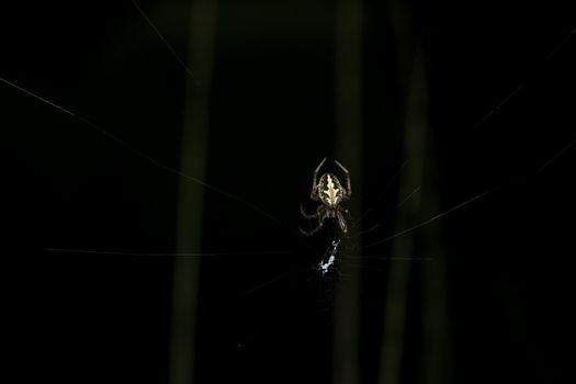 Macro Spider on Leaf