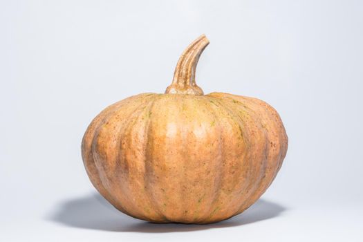 Pumpkin White Background