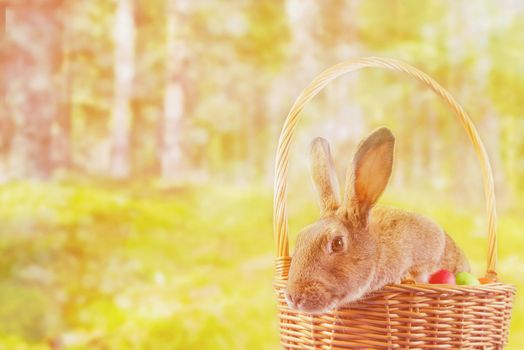 Brown Easter rabbit sits in a basket in the park. Image with sunlight effect