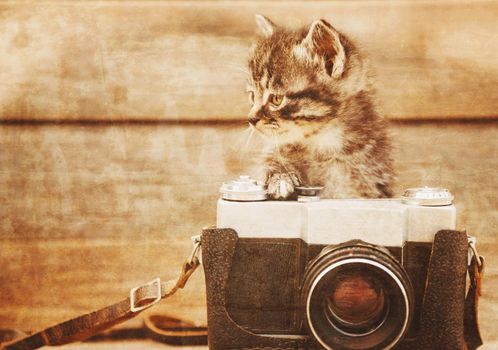 Curiosity little kitten with old photo camera on wooden background. Vintage image