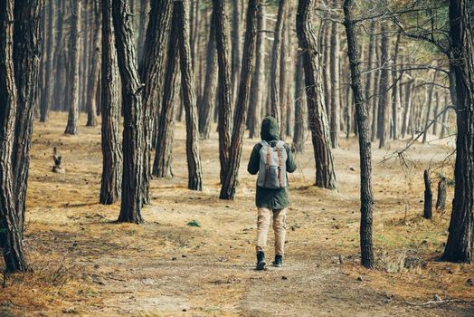 Hiker young woman with backpack walking in a pine forest, rear view