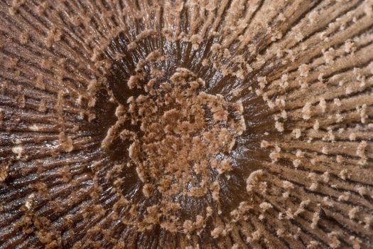 Macro mushroom surface