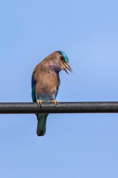 Image of indochinese roller bird(Coracias affinis) on nature background. Bird. Animals.