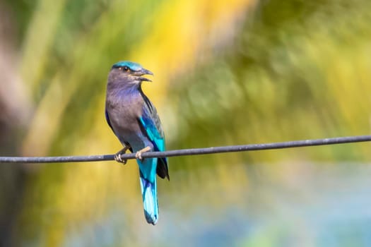 Image of indochinese roller bird(Coracias affinis) on nature background. Bird. Animals.