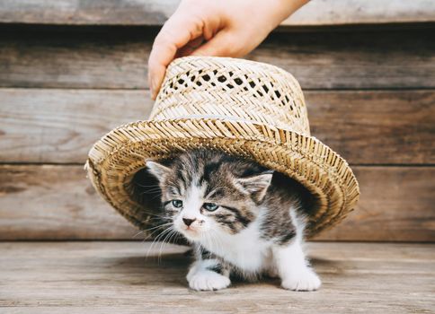 Cute tabby kitten peeking out from under hat