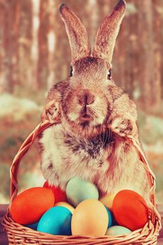Brown Easter rabbit holds basket with colored eggs on a wooden table outdoor. Image with instagram filter