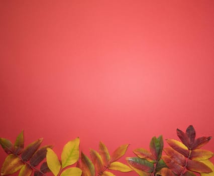 Beautiful bright autumn leaves on red paper background with copy space.