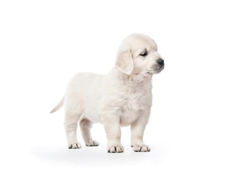 Little golden retriever puppy side view isolated on white background