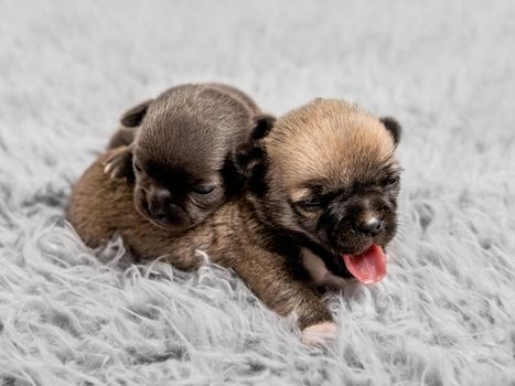 Little cute chihuahua breed puppies together on gray coverlet