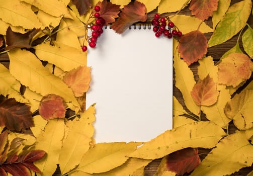 Top view of a notebook with autumn bright colorful leaves. Colorful leaves and blank diary pages and a bunch of red berries. Autumn layout, copy space, education concept