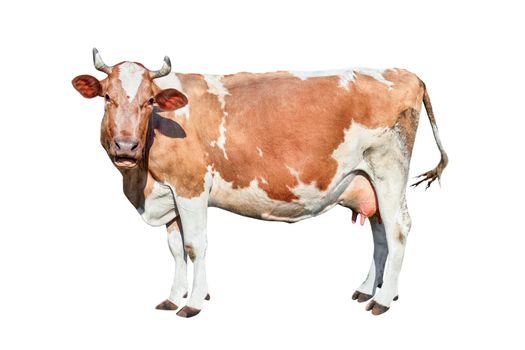 Cow isolated on white. Talking red and white cow. Funny curious cow. Farm animals. Cow, standing full-length in front of white background