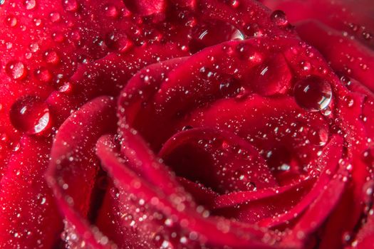 Macro background of water drops on red roses