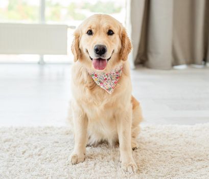 Golden retriever dog sitting on light floor indoors