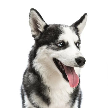 siberian husky portrait close-up studio shoot. isolated on white background