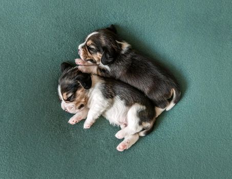 Pair of little sleeping beagle puppies, laying on green carpet