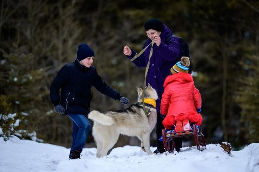 Grandmother with grandchildren and dog walking in the winter forest, winter fun.new