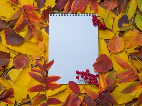 Top view of a notebook with autumn bright colorful leaves. Colorful leaves and blank diary pages and a bunch of red berries. Autumn layout, copy space, education concept