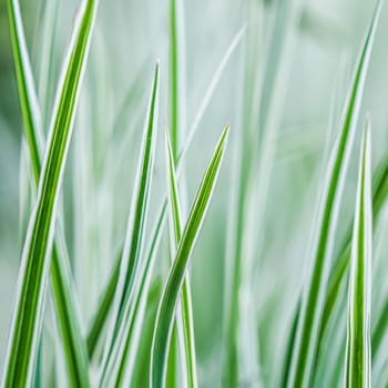 Decorative green and white striped grass. Arrhenatherum elatius bulbosum variegatum. Soft focus. Natural background.