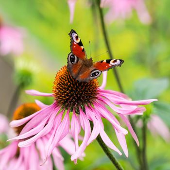 Beautiful colored European Peacock butterfly (Inachis io, Aglais io) on purple flower Echinacea in a sunny summer garden.