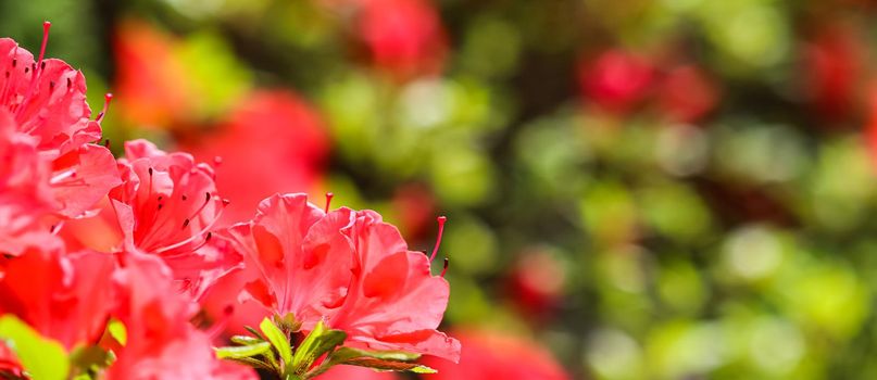 Opening of beautiful red azalea flower in spring garden. Gardening concept. Floral background