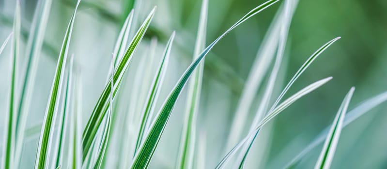 Decorative green and white striped grass. Arrhenatherum elatius bulbosum variegatum. Soft focus. Natural background.