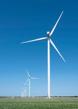 wind turbines under blue sky in blossoming potatoe field near in part of noord holland called wieringermeer