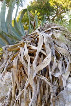 the large aloe plant is withered, dying. global drought and warming concept. aloe plant in natural conditions