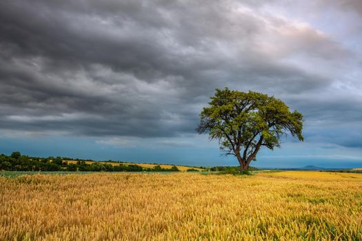 Lonely tree in wheat field before heavy stor, Central Bohemian Uplands, Czech Republic