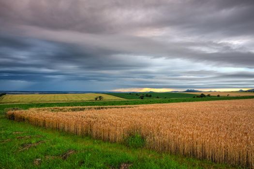 Barley field and amazing sunset before heavy storm in Czech Republic