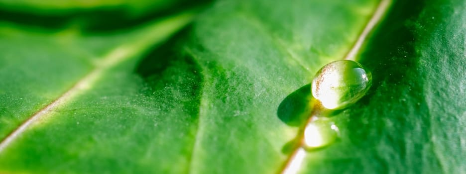 Abstract green background. Macro Croton plant leaf with water drops. Natural backdrop for brand design