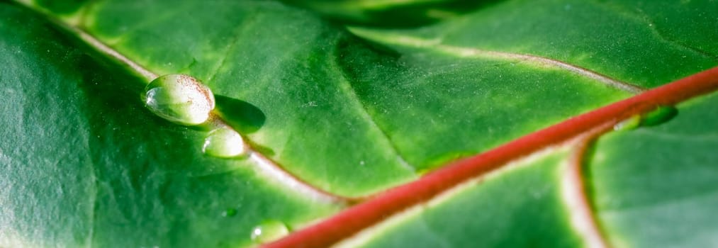 Abstract green background. Macro Croton plant leaf with water drops. Natural background for brand design