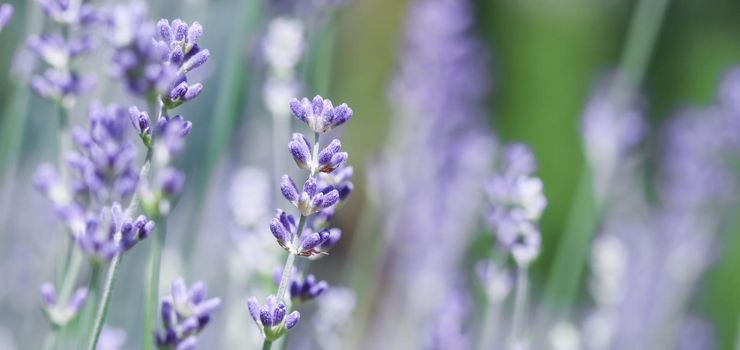 Soft focus on beautiful lavender flowers in summer garden