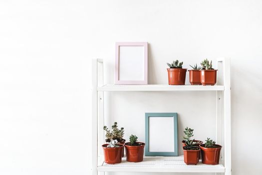 House plants in pots on white shelf at home
