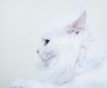 Portrait of white turkish van cat, side view.