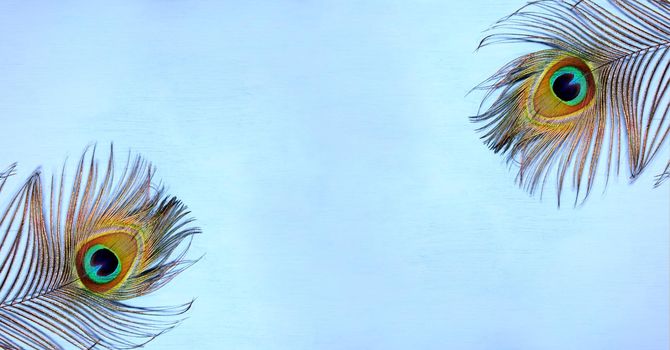 Detail of peacock feather eye on turquoise background. Luxury Abstract Texture for Peafowl wallpaper, blue-green color. Indian peafowl extravagant plumage - eye-spotted tail of covert feathers,