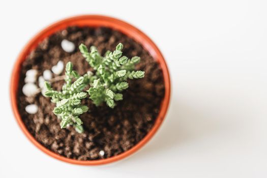 various cactus and succulent plants in pots