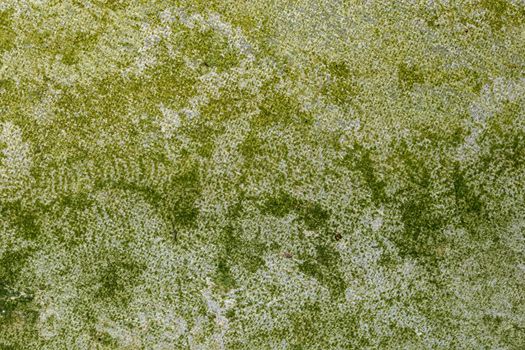 Macro wall background, lime mortar